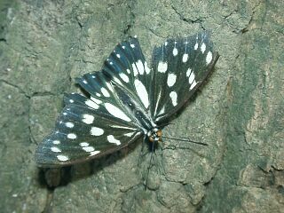 Hestina japonica