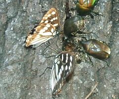 Hestina japonica