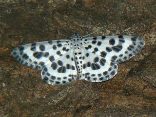 Antipercnia albinigrata albinigrata 