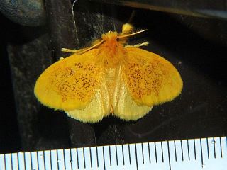 Somena pulverea