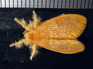 Somena pulverea