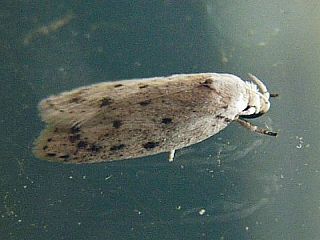 Scythropiodes leucostola