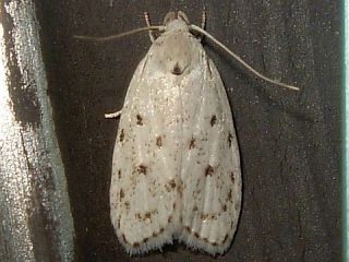 Scythropiodes leucostola
