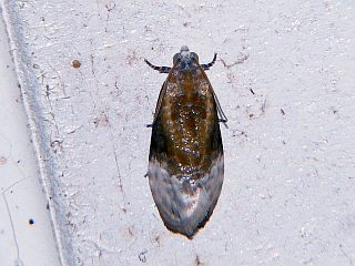 Hedya auricristana