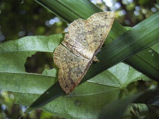 Synegia esther