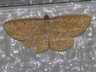 Synegia hadassa hadassa
