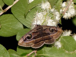 Spirama helicina