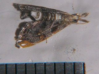 Glaucocharis moriokensis
