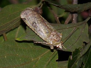 Xestia efflorescens