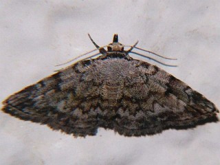 Mataeomera obliquisigna