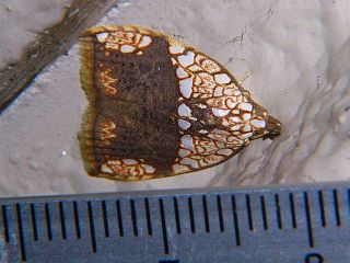 Gabala argentata