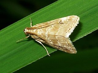 Hellula undalis