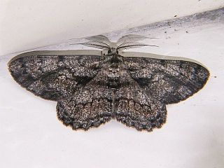 Hypomecis roboraria displicens