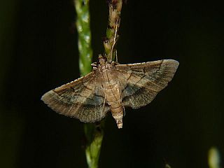 Cnaphalocrocis pilosa