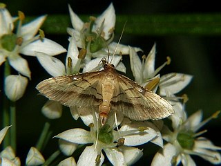 Cnaphalocrocis pilosa