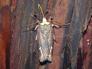 Xylena nihonica