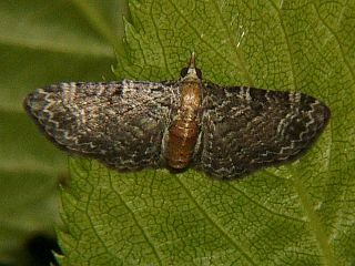 Chloroclystis obscura