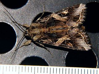 Spodoptera litura