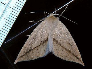 Descoreba simplex simplex