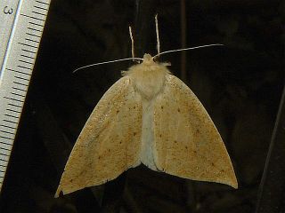 Descoreba simplex simplex