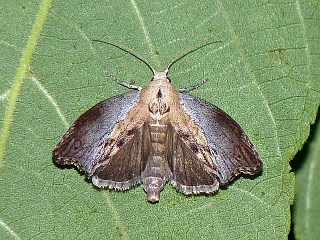 Galleria mellonella