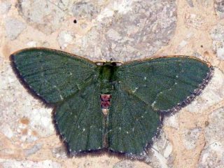 Hemithea tritonaria