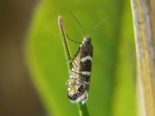 Glyphipterix nigromarginata