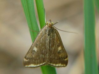 Margaritia sticticalis