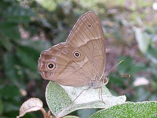 Lethe sicelis