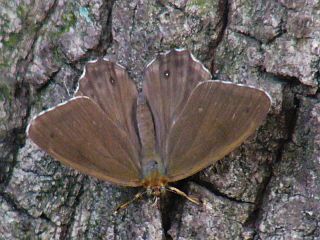 Lethe sicelis