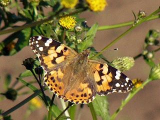 Cynthia cardui