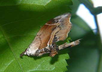 Euwilemania angulata