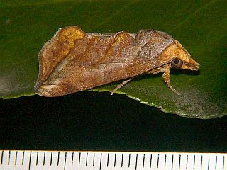Oraesia emarginata