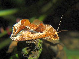 Oraesia emarginata