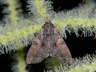 Apamea commixta