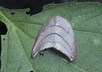 Pseudalbara parvula