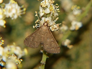 Camptomastix septentrionalis