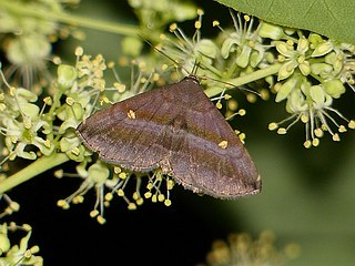 Hadennia nakatanii
