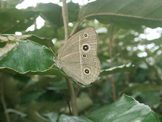 Mycalesis gotama