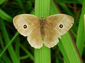 Mycalesis gotama