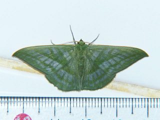 Mixochlora vittata prasina