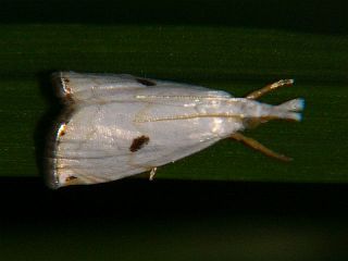 Calamotropha brevistrigella brevistrigella