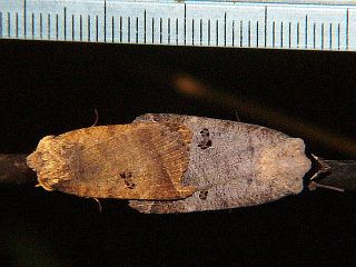 Lygephila recta