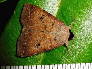 Lygephila recta