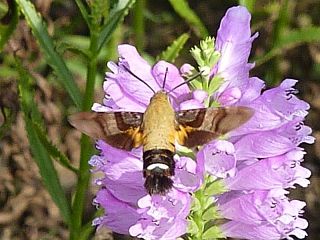 Macroglossum bombylans