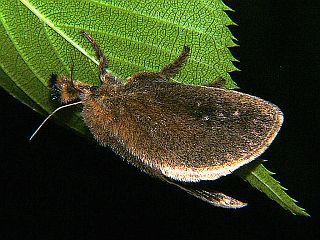 Scopelodes contractus