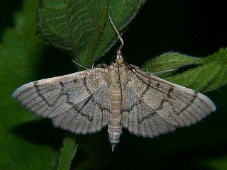 Herpetogramma rudis