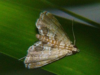 Elophila turbata