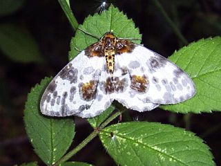 Abraxas niphonibia