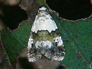 Maliattha signifera